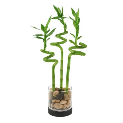 Lucky Bamboo