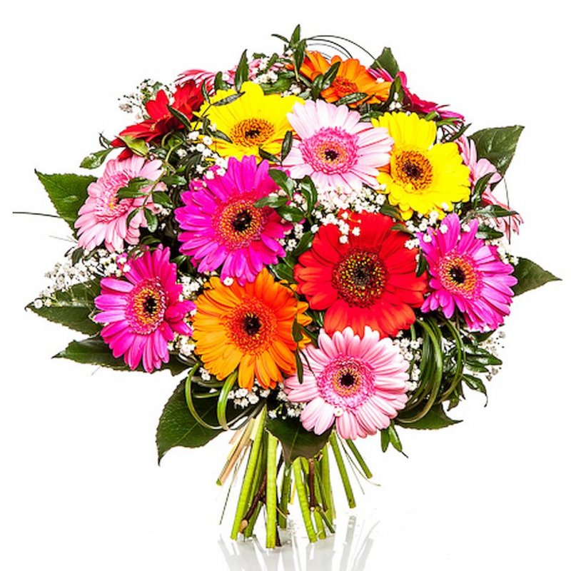 Coloured mini Gerberas