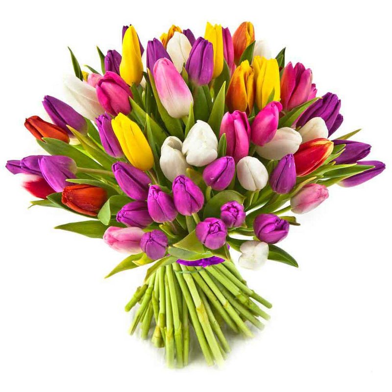 Mixed coloured Tulips